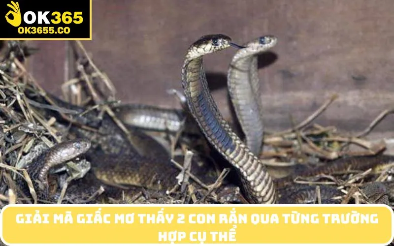 Giải mã giấc mơ thấy 2 con rắn qua từng trường hợp cụ thể