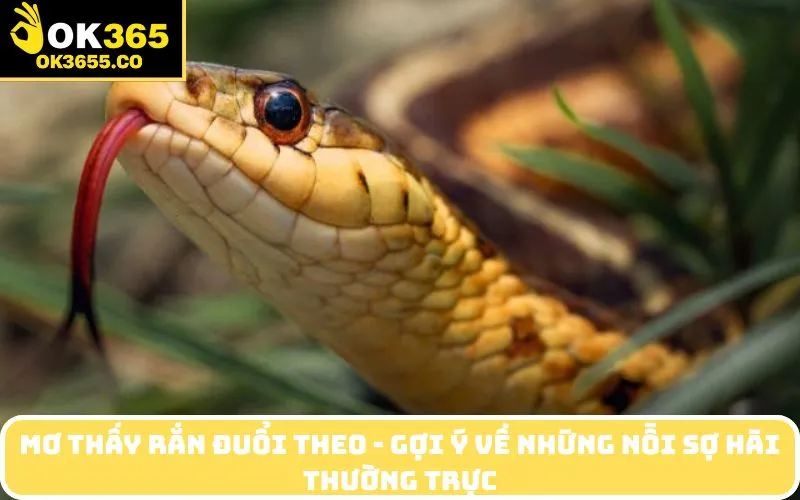 Mơ thấy rắn đuổi theo - Gợi ý về những nỗi sợ hãi thường trực