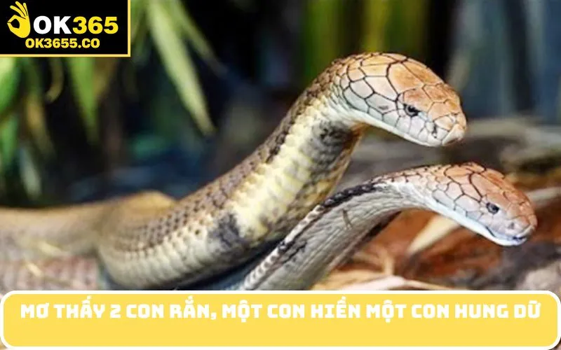 Mơ thấy 2 con rắn, một con hiền một con hung dữ