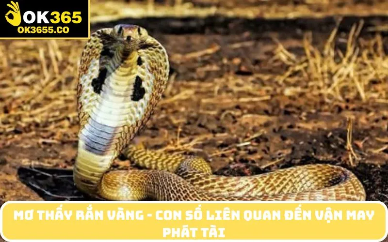 Mơ thấy rắn vàng - Con số liên quan đến vận may phát tài