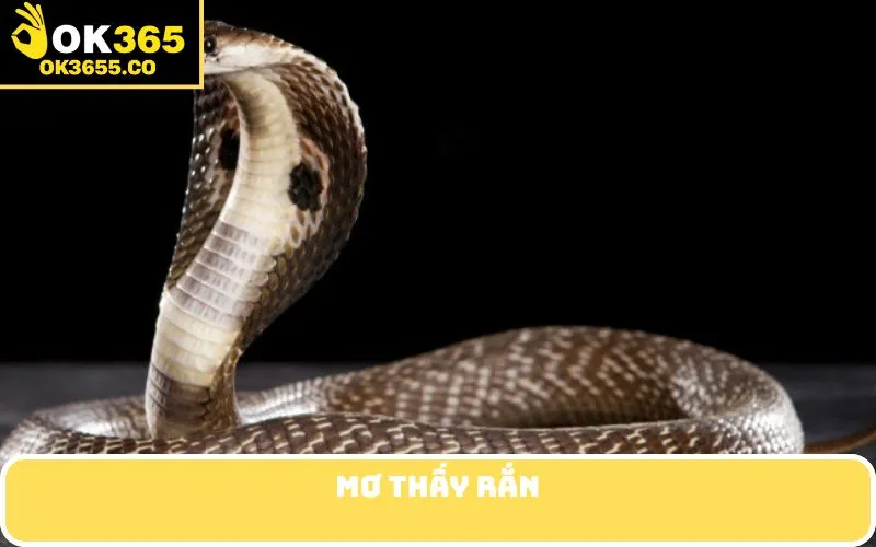 Mơ thấy rắn